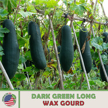 Grow In US 10 Dark Green Long Wax Gourd Seeds Heirloom Non-Gmo - £7.97 GBP