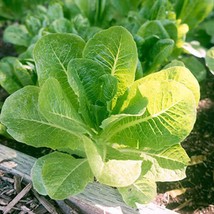 Little Caesar Lettuce 200 Seeds Lactuca Sativa Gardening Fresh USA Shipping - $24.80