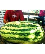 Carolina Cross Watermelon 10 Seeds B355 - £9.83 GBP