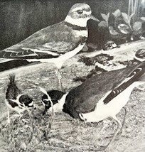 Killdeer Adults And Young In First Plumage 1936 Bird Print Nature DWU13 - €17,28 EUR