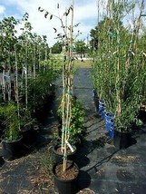 Golden Raintree 4&#39;-6&#39; Trees Plants Yellow Flowers Ornamental Flowering Tree - £110.30 GBP