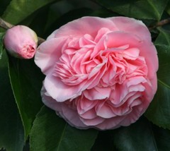 1 Debutante Pink Camellia Japonica Starter Plant 4L 1 Live Plant USA Seller - $32.38