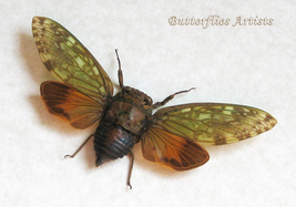 Madagascan Endemic Cicada Yanga Guttulata Rare Framed Entomology Shadowbox - £51.19 GBP