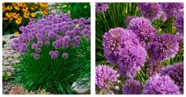 1 Live Potted Plant sun allium MILLENNIUM purple ornamental onion 2.5&quot; pot - £32.68 GBP