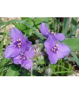 SRN Tradescantia Bracteata Or Prairie Spiderwort 15 Seeds Garden - $11.89