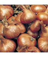 Yellow Potato Onion US Fast Shipping - $13.65