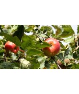 40 Paradise Apple Seeds (Malus domestica) | Edible Fruit Tree, Free Ship... - $5.18 CAD