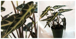 Bambino African Mask Plant - Alocasia - Houseplant - 4&quot; Pot - C2 - £45.42 GBP
