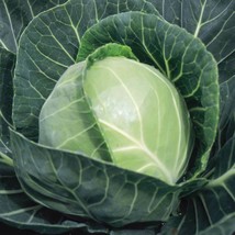 Copenhagen Market Cabbage Seeds 500+ Vegetable Garden - $8.98