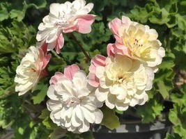 Geranium Pink White Double Petals Perennial Flower, 10 seeds - £9.74 GBP