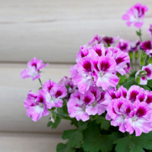 Elegant Purple Univalve Geranium - 30 Seeds - $9.53