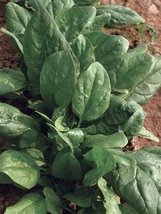 Prostrate Red Rooted Spinach, 1 Bag (5 grams Seeds / Bag) D - £11.26 GBP