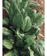 Prostrate Red Rooted Spinach, 1 Bag (5 grams Seeds / Bag) D - $14.35