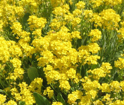 Alyssum Basket Of Gold Perennial Aurinia Saxatilis  250 Seeds From US - $10.99