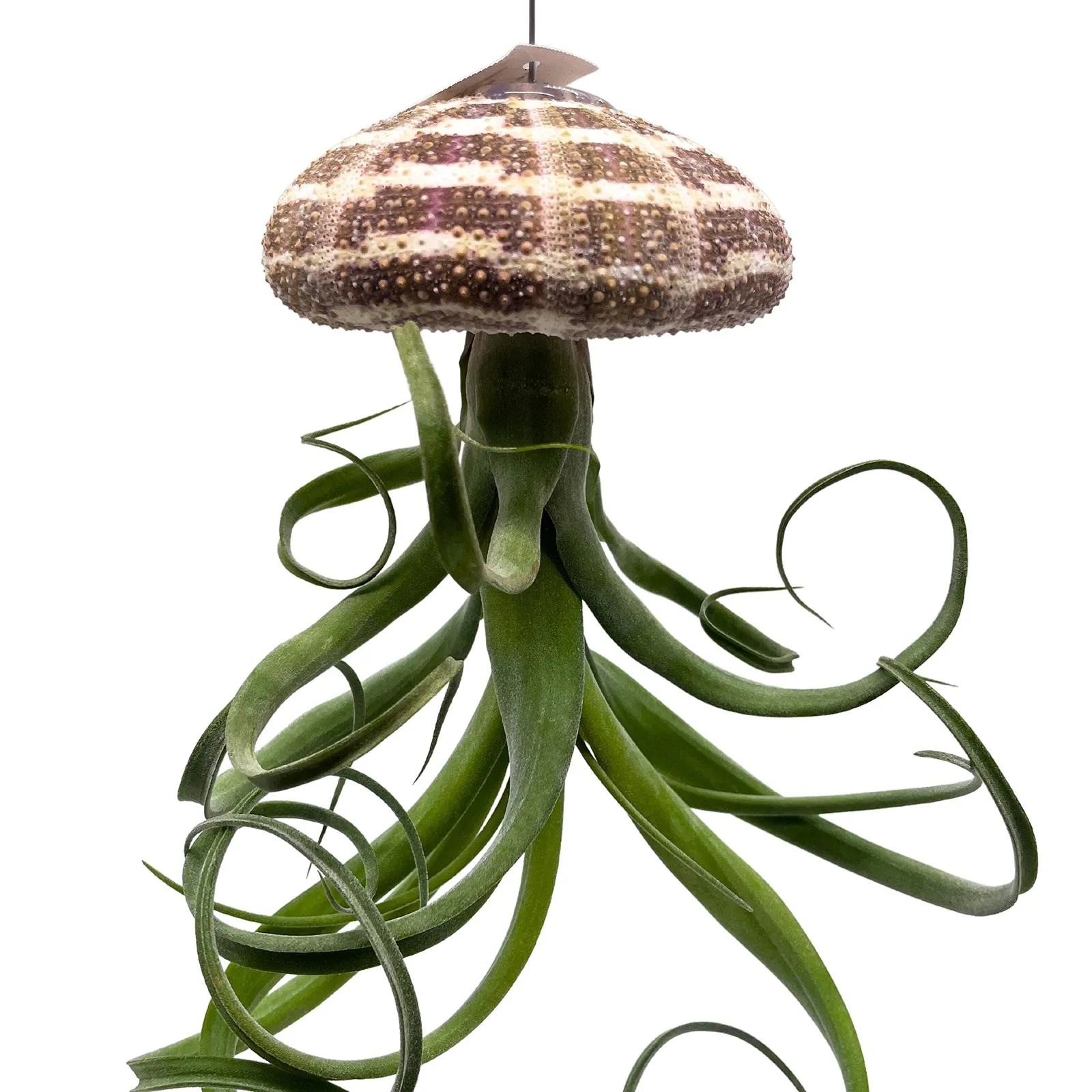 Large Tillandsia Jellyfish Big Hanging air Plant with Seashell - £33.51 GBP