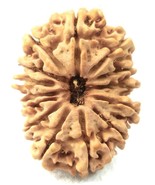 Super Collector 14 Mukhi Rudraksha - 31.55 mm - IGL Certified - $17,279.81 MXN