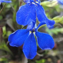 200 Electric Blue Monsoon Lobelia Erinus Flower Seeds US Seller Fast Shipping - £5.76 GBP