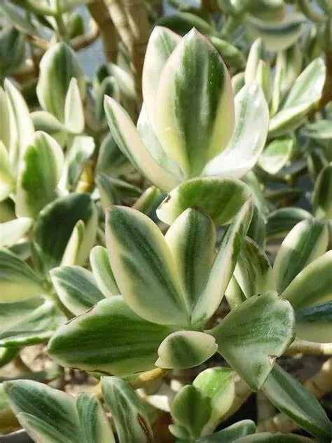 Succulent Crassula Ovata Variegata VARIEGATED Jade 3 Live 4&quot; Unrooted Cu... - $23.00