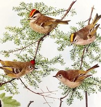 Kinglets And Gnatcatchers 1936 Bird Lithograph Color Plate Print DWU12C - $458.55 MXN