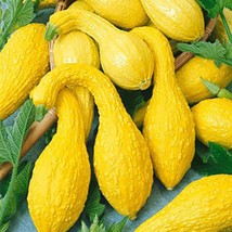 Squash Seeds 250 Yellow Crookneck Squash Seeds Gardening USA Shipping - $13.25