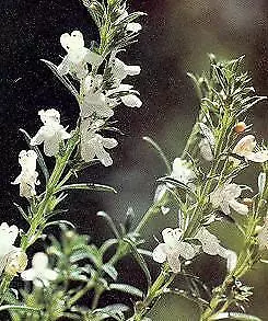 Savory Winter Satureja montana 2,000 seeds - £22.67 GBP