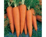 Danvers 126 Carrot Seeds Non-Gmo Heirloom 200  Seeds Fresh Vegetable Seeds - $8.99
