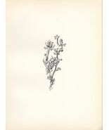 Original 1920 Lithograph PAUL KLEE &quot;Giant Aphid&quot; Ed. 600 - $1,091.25