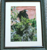 Eagle in the Wild, Framed, Signed &amp; Numbered Photograph by Janet Collins Artist - £107.49 GBP