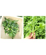 300 Seeds Crystalline Ice Plant Vegetable Fresh Seeds - $39.51 CAD