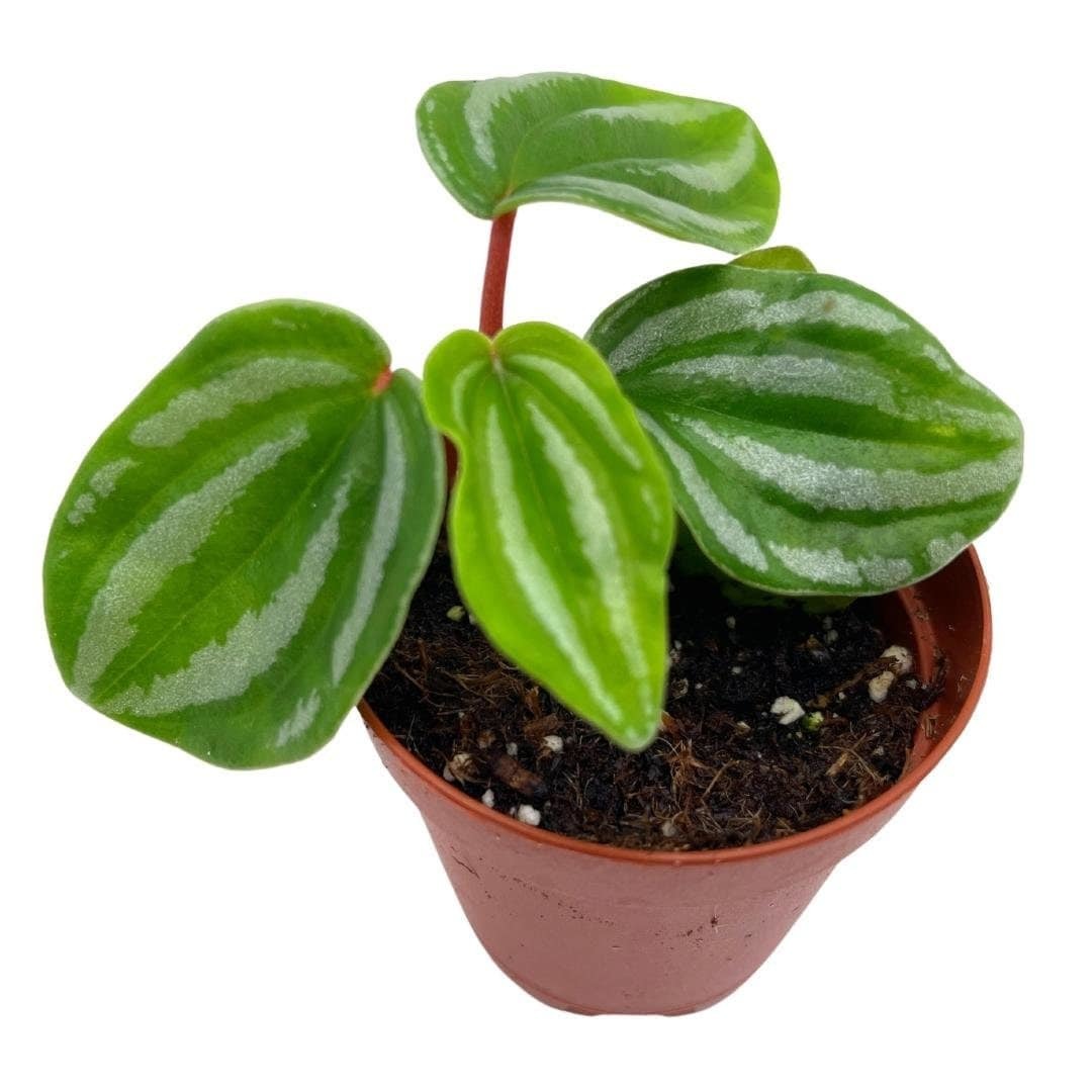 Peperomia Mini Watermelon, 2 inch verschaffeltii, Steves Leaves, Rare Pe... - $5.53