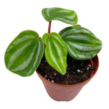 Peperomia Mini Watermelon, 2 inch verschaffeltii, Steves Leaves, Rare Pep, Tiny  - £4.35 GBP