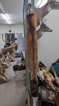 Tanned Red Fox - Winter “Heavy Fur” Western XL - $350.00