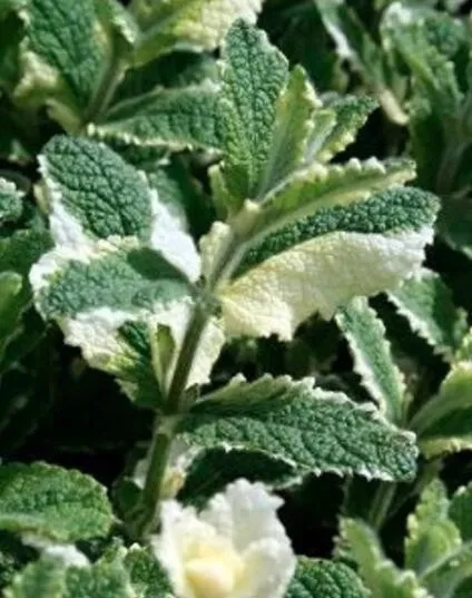 Pineapple Mint Seeds Delicious Variegated Leaf Easy to Seasons  50  Pcs - £7.31 GBP