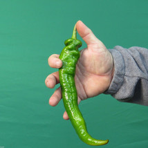 25 Rob&#39;s Giant Green Pepper Seeds-1325 - £2.30 GBP