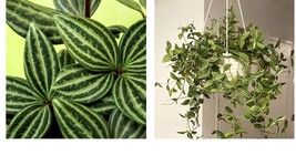 4+” Tall Peperomia Frog Beetle Angulata plant Pot 3” Gift Indoor - £23.24 GBP