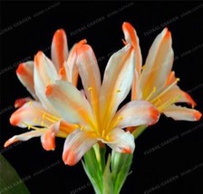 Gorgeous Clivia White Orange Garden USA Seller - £16.03 GBP