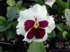 200+ Inspire Red White Blotch Pansy (Viola) Seeds - $9.00