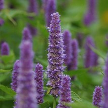 USA Seller Korean Mint Seeds Fresh Organic Agastache Rugosa, Wrinkled Giant Hyss - £10.80 GBP