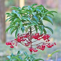Ardisia Plant Seeds - 5 Pcs, Rare Exotic Berry Shrub, Home Garden Landsc... - $7.50