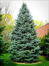 FREE SHIPPING 20 seeds Christmas Day Spruce {Picea meyeri} Blue Needles - £12.57 GBP