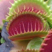 Catchfly Potted Plant Garden Venus Fly Trap Insectivorous Plant 100 pcs ... - $9.12 CAD