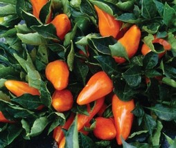 Tangerine Dream paprika - SWEET - 5+ Seeds - Ca 078 - £1.56 GBP