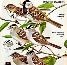 Crowned Sparrows Varieties And Types 1966 Color Bird Art Print Nature AD... - $19.99