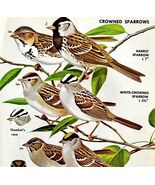 Crowned Sparrows Varieties And Types 1966 Color Bird Art Print Nature AD... - $28.01 CAD