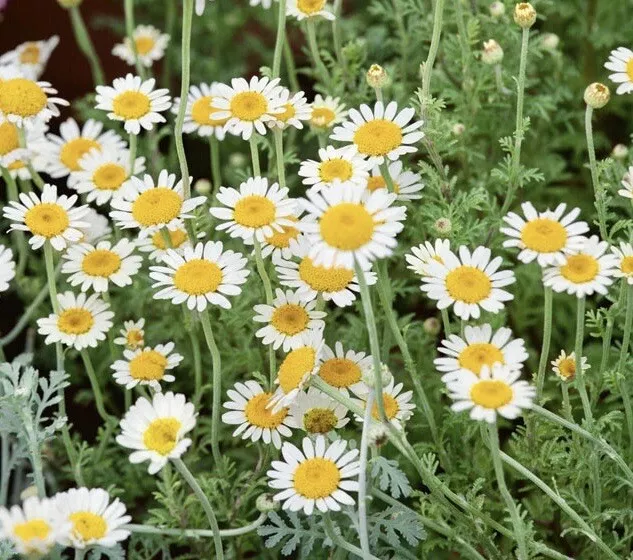 SYST 3000 Seeds German Chamomile Herb Medicinal Heirloom Catalog Home Ga... - £7.06 GBP