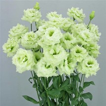 Flowers Lisianthus Seeds Celeb 2 Mint Green 25 Pelleted Seeds Cut Flower Flowers - £12.35 GBP