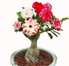 5 pcs Adenium Seeds 5-in-1 Colors on the Tree Desert Rose Flowers Seeds FRESH SE - £8.30 GBP