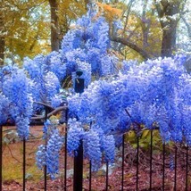 10 Blue Chinese Wisteria Seeds Purple Floribunda Wisteria Vine S030 - $4.11