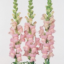 USA Seller 50 Pelleted Snapdragon Seeds Maryland Shell Pink Cut Flower Seeds - £13.76 GBP