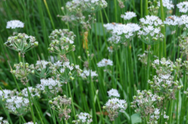 Garlic Chives Seeds 100+  Seeds - £8.88 GBP